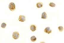 ab8396 at 1µg/ml staining BAFF in HL60 cells by ICC/IF