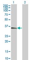All lanes : Anti-BAFF antibody (ab68345) at 1/500 dilutionLane 1 : BAFF transfected 293T cell lysateLane 2 : Non-transfected 293T cell lysateLysates/proteins at 25 µg per lane.SecondaryGoat Anti-Mouse IgG (H&L)-HRP Conjugate at 1/2500 dilution