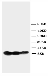 All lanes : Anti-BAFF Receptor antibody (ab112506)Lane 1 : Recombinant Human BAFF Receptor protein at 0.1 µgLane 2 : Recombinant Human BAFF Receptor protein at 0.05 µgLane 3 : Recombinant Human BAFF Receptor protein at 0.25 µg