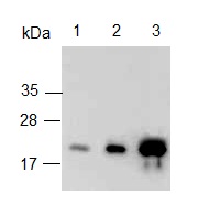 All lanes : Anti-BAFF Receptor antibody (ab125721) at 4 µg/mlLane 1 : Recombinant Rat BAFF Receptor at 0.05 µgLane 2 : Recombinant Rat BAFF Receptor at 0.1 µgLane 3 : Recombinant Rat BAFF Receptor at 0.2 µg