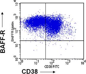 FACS analysis of B cells performed by gating on CD19+ B cells from tonsil.