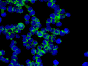 Immunofluorescent analysis of Raji cells labeling BAFF Receptor with ab168389 at 1/50 dilution.