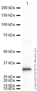 Anti-Bag1 antibody (ab7976) at 1 µg/ml + Human Bag1 full length protein (ab93929) at 0.001 µgSecondaryGoat Anti-Rabbit IgG H&L (HRP) preadsorbed (ab97080) at 1/5000 dilutiondeveloped using the ECL techniquePerformed under reducing conditions.Exposure time : 10 seconds