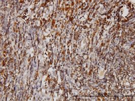 Bag1 antibody (ab54817) used in immunohistochemistry at 3ug/ml on formalin fixed and paraffin embedded human tonsil.