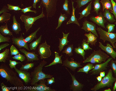 ICC/IF image of ab86298 stained HeLa cells. The cells were 4% formaldehyde fixed (10 min) and then incubated in 1%BSA / 10% normal goat serum / 0.3M glycine in 0.1% PBS-Tween for 1h to permeabilise the cells and block non-specific protein-protein interactions. The cells were then incubated with the antibody ab86298 at 5µg/ml overnight at +4°C. The secondary antibody (green) was Alexa Fluor® 488 goat anti- rabbit IgG (H+L) used at a 1/1000 dilution for 1h. Alexa Fluor® 594 WGA was used to label plasma membranes (red) at a 1/200 dilution for 1h. DAPI was used to stain the cell nuclei (blue) at a concentration of 1.43µM. This antibody also gave a positive result in Hek293, HepG2, and MCF-7 cells in PFA at 5ug/ml, and in HeLa, Hek293, HepG2, MCF-7 cells in Methanol at 5ug/ml.