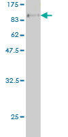 Western blot against tagged recombinant protein immunogen using ab56739 Bag3 antibody at 1ug/ml.