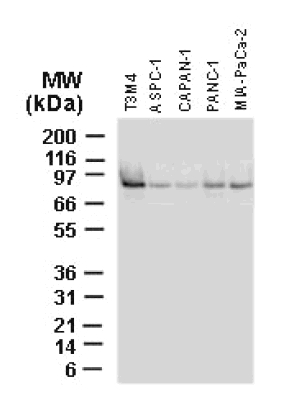 All lanes : Anti-Bag3 antibody (ab47107) at 1/2000 dilutionLane 1 : T3M4Lane 2 : ASPC-1Lane 3 : CAPAN-1Lane 4 : PANC-1Lane 5 : MIA-PaCa-2