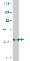 Western blot against tagged recombinant protein immunogen using ab54821 BAI2 antibody at 1ug/ml.