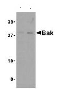 Lane 1 :  Anti-Bak antibody - Aminoterminal end (ab62486) at 1 µg/mlLane 2 :  Anti-Bak antibody - Aminoterminal end (ab62486) at 2 µg/mlLane 1 : L1210 cell lysatesLane 2 : L1210 cell lysatesLysates/proteins at 15 µg per lane.SecondaryAnti rabbit IgG secondary antibody