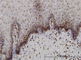 BANF1 antibody (ab56517) used in immunohistochemistry at 3ug/ml on formalin fixed and paraffin embedded human esophagus.