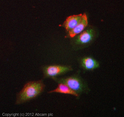 ICC/IF image of ab64164 stained MCF7 cells. The cells were 4% formaldehyde (10 min) and then incubated in 1%BSA / 10% normal goat serum / 0.3M glycine in 0.1% PBS-Tween for 1h to permeabilise the cells and block non-specific protein-protein interactions. The cells were then incubated with the antibody (ab64164, 10µg/ml) overnight at +4°C. The secondary antibody (green) was ab96899 Dylight 488 goat anti-rabbit IgG (H+L) used at a 1/250 dilution for 1h. Alexa Fluor® 594 WGA was used to label plasma membranes (red) at a 1/200 dilution for 1h. DAPI was used to stain the cell nuclei (blue) at a concentration of 1.43µM.