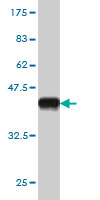 Western blot against tagged recombinant protein immunogen using ab57435 BARHL1 antibody at 1ug/ml.