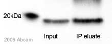 ab10813 immunoprecipitating Bax. 2mg of human neuroblastoma whole cell lysate was incubated with ab10813 at a 1/1000 dilution for 16 hours and then precipitated with protein A. An HRP polyclonal antibody was used as the secondary antibody.This image is courtesy of an Abreview submitted by David MacDonald on 6 February 2006.See Abreview
