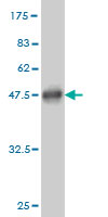 Anti-Bax antibody (ab54829) at 1 µg/ml + Recombinant tagged full length Bax protein
