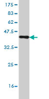Western blot against tagged recombinant protein immunogen using ab56350 BBOX1 antibody at 1ug/ml.