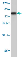 Western blot against tagged recombinant protein immunogen using ab58275 Abhd5 antibody at 1ug/ml.