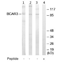 All lanes : Anti-BCAR3 antibody (ab65111) at 1/500 dilutionLane 1 : extracts from HeLa cellsLane 2 : extracts from Jurkat cellsLane 3 : extracts from HUVEC cellsLane 4 : extracts from HUVEC cells with immunising peptide at 5 µgLysates/proteins at 5 µg per lane.