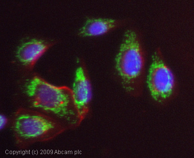 ICC/IF image of ab65111 stained MCF7 cells. The cells were 4% PFA fixed (10 min) and then incubated in 1%BSA / 10% normal goat serum / 0.3M glycine in 0.1% PBS-Tween for 1h to permeabilise the cells and block non-specific protein-protein interactions. The cells were then incubated with the antibody (ab65111, 1µg/ml) overnight at +4°C. The secondary antibody (green) was Alexa Fluor® 488 goat anti-rabbit IgG (H+L) used at a 1/1000 dilution for 1h. Alexa Fluor® 594 WGA was used to label plasma membranes (red) at a 1/200 dilution for 1h. DAPI was used to stain the cell nuclei (blue) at a concentration of 1.43µM.
