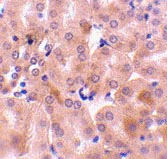 ab45413 at 10µg/ml staining Bcl2A1 in mouse kidney tissue by IHC