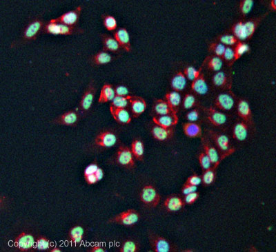 ICC/IF image of ab49470 stained MCF7 cells. The cells were 4% formaldehyde fixed (10 min) and then incubated in 1%BSA / 10% normal goat serum / 0.3M glycine in 0.1% PBS-Tween for 1h to permeabilise the cells and block non-specific protein-protein interactions. The cells were then incubated with the antibody (ab49470, 5µg/ml) overnight at +4°C. The secondary antibody (green) was ab96879, a goat anti-mouse DyLight® 488 (IgG; H+L) used at a 1/250 dilution for 1h. Alexa Fluor® 594 WGA was used to label plasma membranes (red) at a 1/200 dilution for 1h. DAPI was used to stain the cell nuclei (blue) at a concentration of 1.43µM.