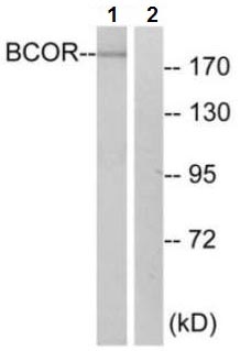 All lanes : Anti-BCOR antibody (ab129777) at 1/500 dilutionLane 1 : COLO cell extractLane 2 : COLO cell extract with immunizing peptide
