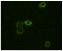 Immunofluorescence analysis of ethanol fixed HeLa cells, showing cytoplasmic staining, using ab54209 (1/100) with IgG-FITC.