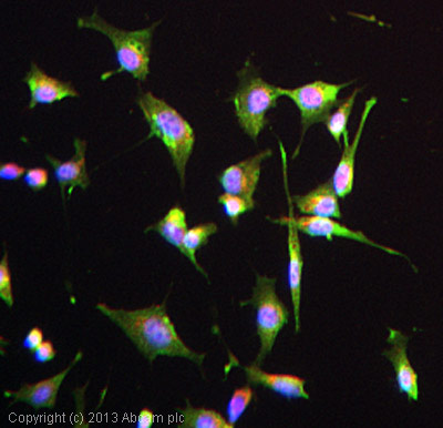 ICC/IF image of ab59685 stained MEF1 cells. The cells were 4% formaldehyde fixed (10 min) and then incubated in 1%BSA / 10% normal goat serum / 0.3M glycine in 0.1% PBS-Tween for 1h to permeabilise the cells and block non-specific protein-protein interactions. The cells were then incubated with the antibody (ab59685, 10µg/ml) overnight at +4°C. The secondary antibody (green) was ab96947, DyLight® 488 goat anti-chicken IgY (H+L) used at a 1/250 dilution for 1h. Alexa Fluor® 594 WGA was used to label plasma membranes (red) at a 1/200 dilution for 1h. DAPI was used to stain the cell nuclei (blue) at a concentration of 1.43µM.