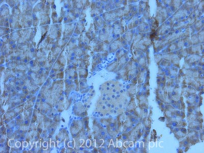 IHC image of beta 3 Adrenergic Receptor staining in Mouse pancreas formalin fixed paraffin embedded tissue section, performed on a Leica BondTM system using the standard protocol F. The section was pre-treated using heat mediated antigen retrieval with sodium citrate buffer (pH6, epitope retrieval solution 1) for 20 mins. The section was then incubated with ab94506, 10µg/ml, for 15 mins at room temperature and detected using an HRP conjugated compact polymer system. DAB was used as the chromogen. The section was then counterstained with haematoxylin and mounted with DPX.For other IHC staining systems (automated and non-automated) customers should optimize variable parameters such as antigen retrieval conditions, primary antibody concentration and antibody incubation times.