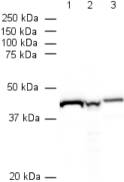 All lanes : Anti-beta Actin antibody [mAbcam 8224] - Loading Control (ab8224) at 1 µg/mlLane 1 : Drosophila lysateLane 2 : S. pombe lysateLane 3 : S. cerevisiae lysate (Actin 1 - please see note)Lysates/proteins at 20 µg per lane.SecondaryRabbit Anti-Mouse IgG H&L (HRP) (ab6728) at 1/5000 dilutiondeveloped using the ECL techniquePerformed under reducing conditions.
