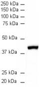 Anti-beta Actin antibody [mAbcam 8224] - Loading Control (ab8224) + Xenopus embryo lysate at 20 µgSecondaryRabbit Anti-Mouse IgG H&L (HRP) (ab6728)developed using the ECL techniquePerformed under reducing conditions.