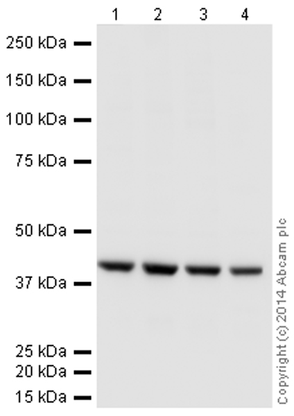 All lanes : Anti-beta Actin antibody [mAbcam 8224] - Loading Control (HRP) (ab197277) at 1/5000 dilutionLane 1 : HEK293 (Human embryonic kidney cell line) Whole Cell LysateLane 2 : NIH 3T3 (Mouse embryonic fibroblast cell line) Whole Cell LysateLane 3 : PC12 (Rat adrenal pheochromocytoma cell line) Whole Cell LysateLane 4 : Skeletal Muscle (Human) Tissue Lysate - adult normal tissueLysates/proteins at 10 µg per lane.developed using the ECL techniquePerformed under reducing conditions.