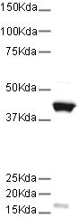 Anti-beta Actin antibody [mAbcam 8226] (ab8226) at 0.5 µg/ml + HeLa cell lysateSecondaryGoat polyclonal to mouse IgG H&L (HRP) at 1/5000 dilutionPerformed under non-reducing conditions.