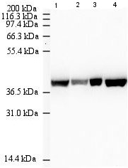 Lane 1 :  Anti-beta Actin antibody [mAbcam 8226] (ab8226) at 1/1000 dilutionLane 2 :  Anti-beta Actin antibody [mAbcam 8226] (ab8226) at 1/10000 dilutionLanes 3 - 4 :  Anti-beta Actin antibody [mAbcam 8226] (ab8226) at 1/500 dilutionLane 1 : HeLa Cell lysateLane 2 : HeLa Cell lysateLane 3 : 293 Cell lysateLane 4 : 3T3 Mouse Cell lysateLysates/proteins at 20 µg per lane.SecondaryRabbit Anti-Mouse IgG H&L (HRP) (ab6728) at 1/5000 dilutionPerformed under reducing conditions.