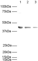 All lanes : Anti-beta Actin antibody [mAbcam 8226] - Loading Control (HRP) (ab20272) at 1/5000 dilutionLane 1 : HeLa whole cell lysateLane 2 : 3T3 whole cell lysateLane 3 : Rat brain lysateLysates/proteins at 20 µg per lane.developed using the ECL techniquePerformed under reducing conditions.