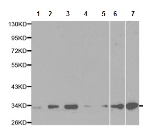 All lanes : Anti-14-3-3 epsilon antibody (ab196891) at 1/500 dilutionLane 1 : T47D cell extractLane 2 : Jurkat cell extractLane 3 : PC12 cell extractLane 4 : COS1 cell extractLane 5 : COS7 cell extractLane 6 : NIH 3T3 cell extractLane 7 : SW480 cell extract