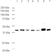 All lanes : Anti-beta Actin antibody - Loading Control (ab8229) at 1/1000 dilutionLane 1 : HeLa whole cell (Human)Lane 2 : 3T3 cell (Mouse)Lane 3 : Rabbit LiverLane 4 : MDCK cell (Dog) Lane 5 : EBTr cell (Cow)Lane 6 : SL-29 cell (Chicken)Lane 7 : CHO cell (Chinese Hamster)Lysates/proteins at 20 µg per lane.SecondaryRabbit Anti-Goat IgG H&L (HRP) (ab6741) at 1/5000 dilutiondeveloped using the ECL techniquePerformed under reducing conditions.