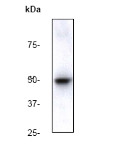 Anti-beta Arrestin 1 (phospho S412) antibody [E109] (ab32097) at 1/20000 dilution + 293T cell lysate.