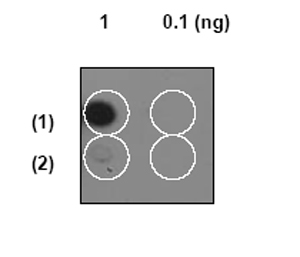 Ab32097, at a dilution of 1/1000, staining beta Arrestin 1 by Dot Blot. A nitrocellulose membrane was spotted with (1) phosphopeptide and (2) non phosphopeptide at 1 and 0.1ng and then blotted with ab32097.