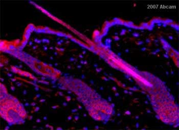 ab2365 at 1/200 staining mouse skin tissue sections by IHC-Fr. The tissue was paraformaldehyde fixed and blocked with serum prior to incubation with the antibody for 16 hours. An Alexa-Fluor ® 594 conjugated chicken anti-rabbit polyclonal was used as the secondary.See Abreview