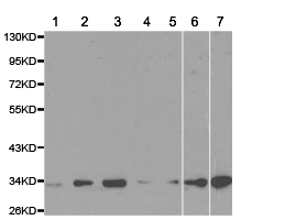 All lanes : Anti-14-3-3 epsilon antibody (ab180836) at 1/500 dilutionLane 1 : T47D cell lysateLane 2 : Jurkat cell lysateLane 3 : PC12 cell lysateLane 4 : COS1 cell lysateLane 5 : COS7 cell lysateLane 6 : NIH3T3 cell lysateLane 7 : SW480 cell lysate