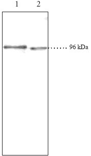 All lanes : Anti-beta Catenin antibody (ab23671) at 2 µg/mlLane 1 : JGC1 cell lysate at 30 µgLane 2 : RAW 264.7 cell lysate at 45 µg