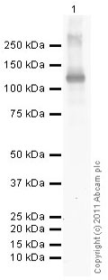 Anti-beta Galactosidase antibody (ab107114) at 1 µg/ml + B-galactosidase from E. coli at 10 µgSecondaryGoat polyclonal Secondary Antibody to Chicken IgY - H&L (HRP) at 1/5000 dilutiondeveloped using the ECL techniquePerformed under reducing conditions.
