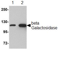 All lanes : Anti-beta Galactosidase antibody (ab106567) at 1 µg/mlLane 1 : beta Galactosidase at 0.005 µgLane 2 : beta Galactosidase at 0.025 µg