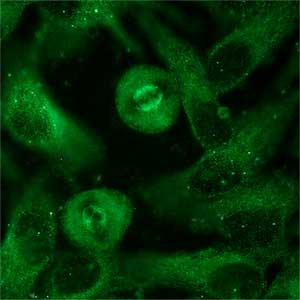 Ab28036, at a dilution of 1/1000, staining beta II Tubulin (green) in methanol fixed HeLa cells by Immunocytochemistry/Immunofluorescence.