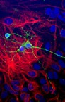 Immunocytochemistry/Immunofluorescence - beta III Tubulin antibody (green) at a dilution of 1/1000; additional GFAP (red) and DAPI (blue) nuclear stain.
