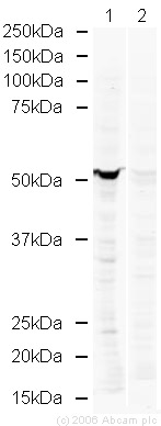 All lanes : Anti-beta Tubulin antibody (ab21057) at 1 µg/mlLane 1 : HeLa whole cell lysateLane 2 : HeLa whole cell lysate with Human beta Tubulin peptide (ab20775) at 1 µg/mlLysates/proteins at 20 µg per lane.SecondaryRabbit anti Goat polyclonal at 1/10000 dilution