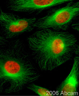    Ab21057 staining beta-tubulin in asynchronous HeLa cells (green). Cells were counterstained with DAPI (red) to show the nucleus. Secondary antibody: Donkey anti-Goat antibody conjugated to Alexafluor 488 ® (Please refer to the Abreview for further details).See Abreview