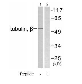 All lanes : Anti-beta Tubulin antibody (ab58446) at 1/500 dilutionLane 1 : mouse brain cell extractsLane 2 : mouse brain cell extracts with blocking peptide