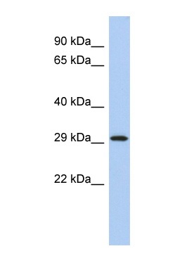 Anti-14-3-3 epsilon antibody (ab90134) at 1 µg/ml (in 5% skim milk / PBS buffer) + Human fetal spleen lysate at 10 µgSecondaryHRP conjugated anti-Rabbit IgG at 1/50000 dilution