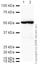 All lanes : Anti-beta Tubulin antibody - Loading Control (HRP) (ab21058) at 1/1000 dilutionLane 1 : HeLa (Human epithelial carcinoma cell line) Whole Cell Lysate Lane 2 : A431 (Human epithelial carcinoma cell line) Whole Cell Lysate (ab7909)Lysates/proteins at 20 µg per lane.developed using the ECL techniquePerformed under reducing conditions.